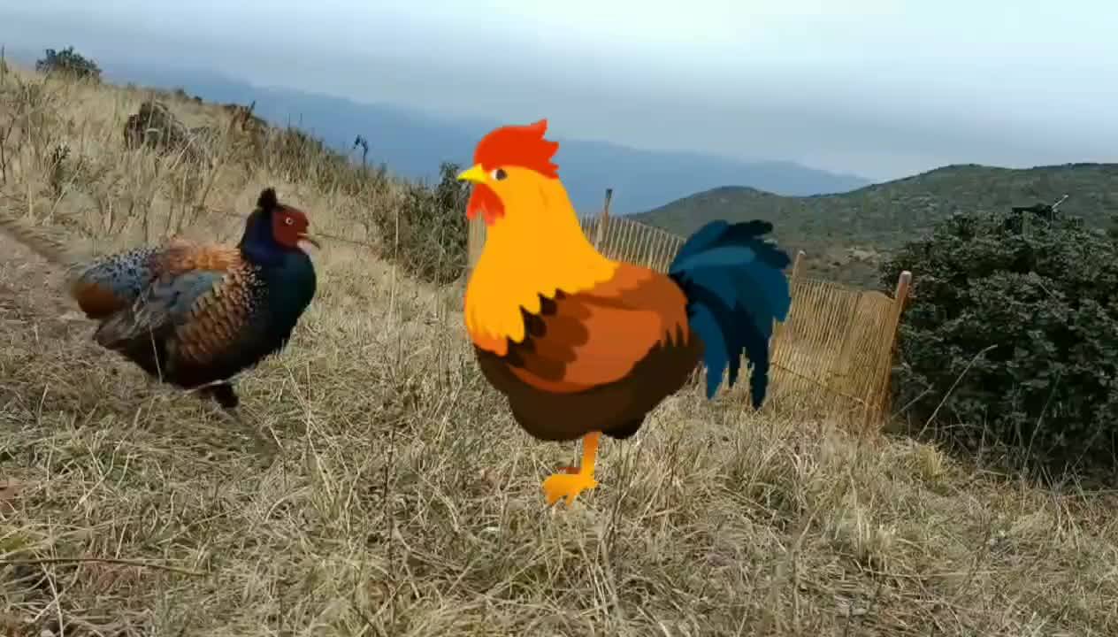 黑脖子野鸡近距离拍摄