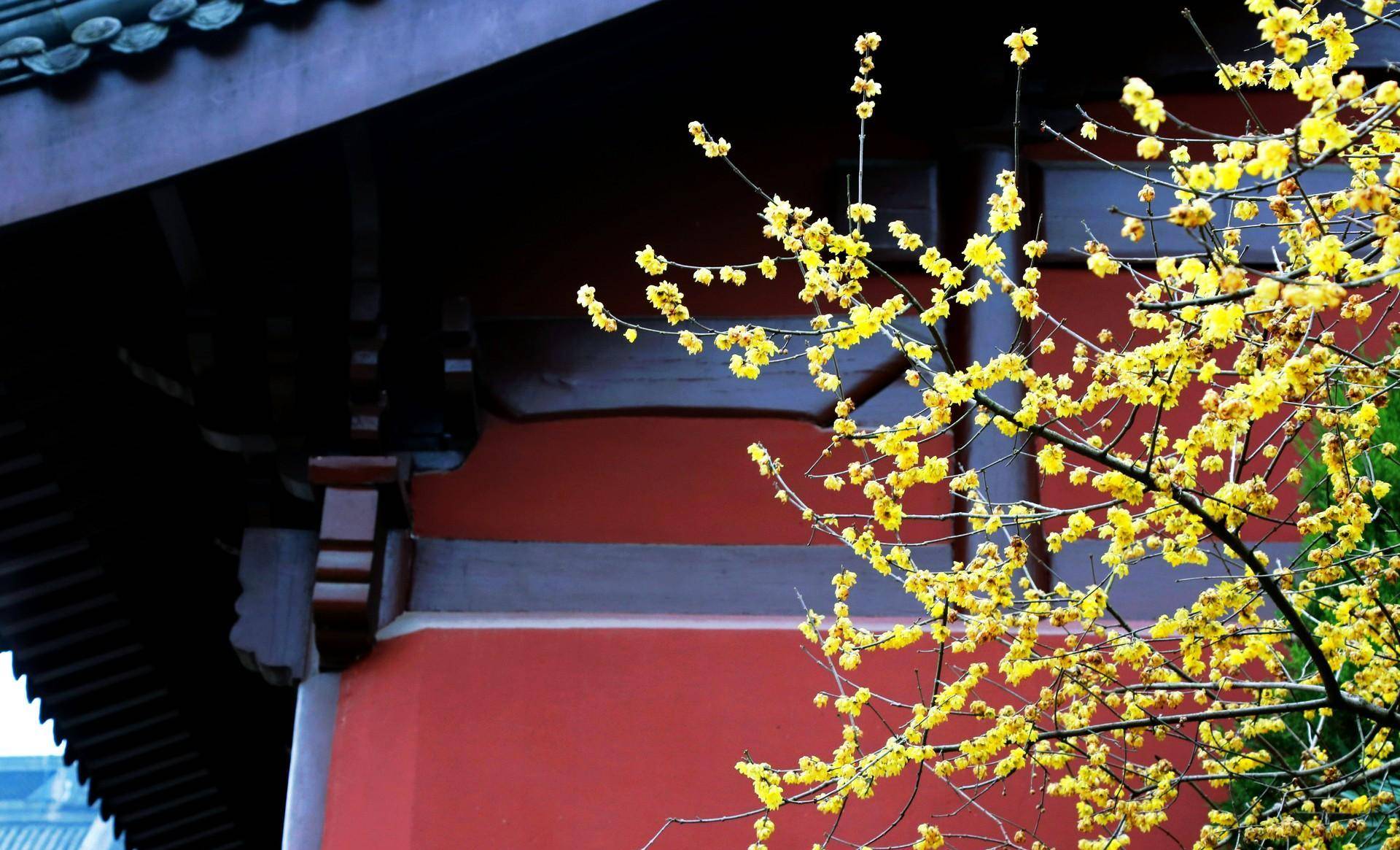 杭州八大赏梅景点推荐,园林山野,寺院祠堂,各种"梅"景欣赏_梅花_灵峰