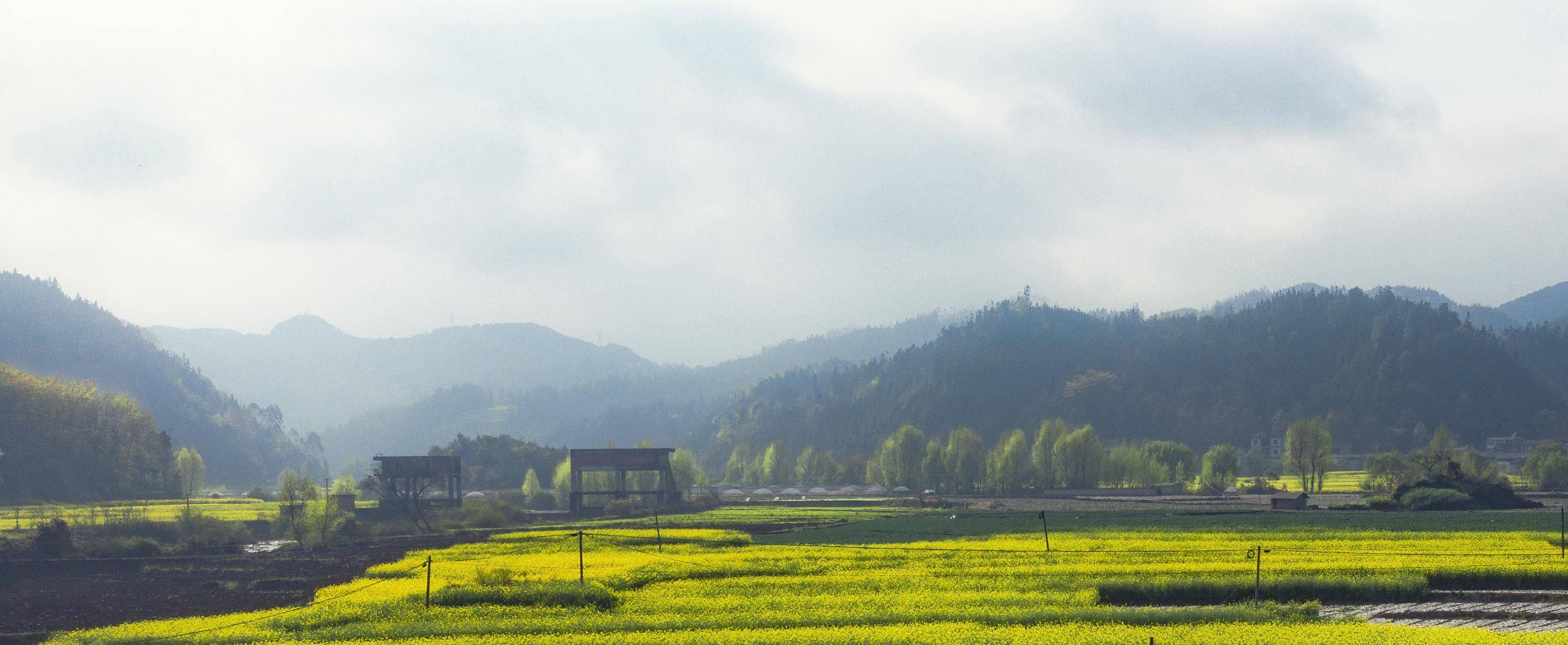 早春二月,风景这边独好,云南罗平油菜花海旅拍_牛街_金鸡_马街
