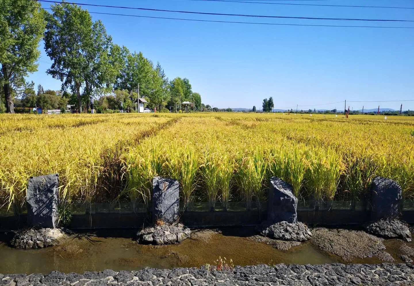 宁安市渤海镇建成省内独有,面积最大的生态观光农业大公园_旅游_稻作