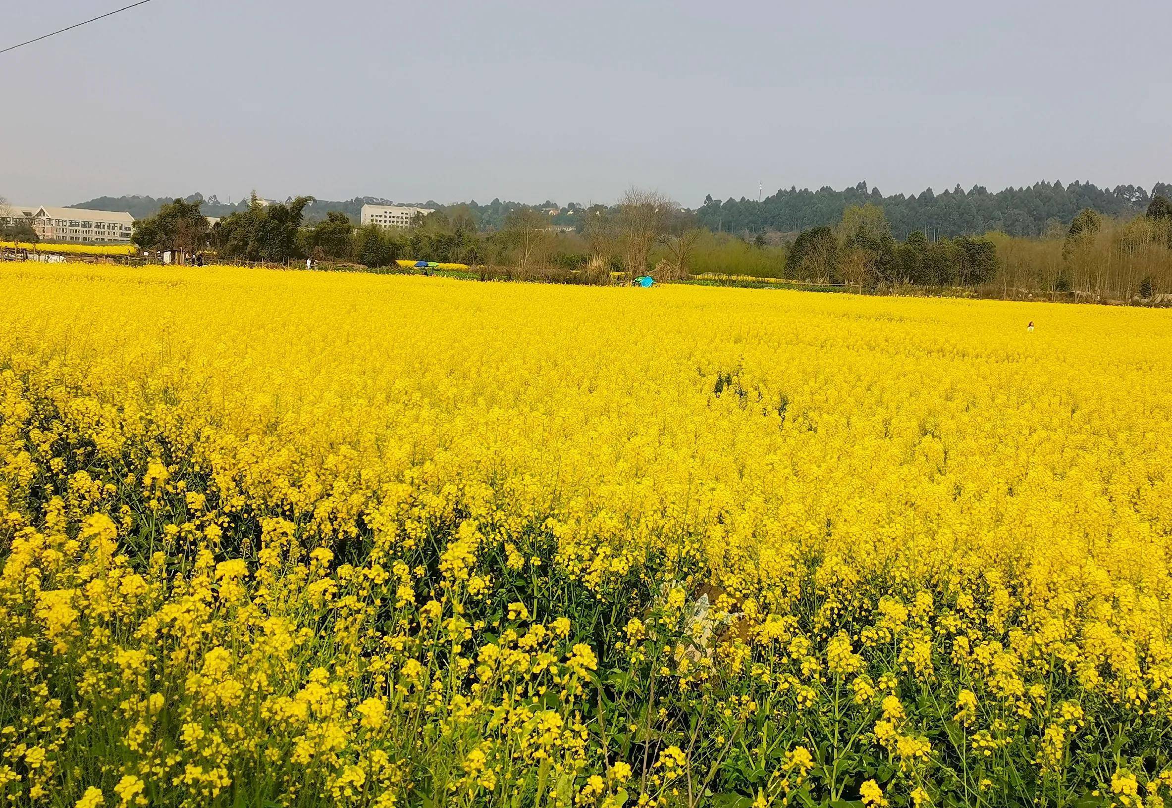 双流区新籍黄路油菜花图片