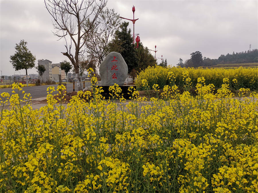 楚雄市子午镇万亩油菜花扮靓美丽乡村_功能_农田_用地