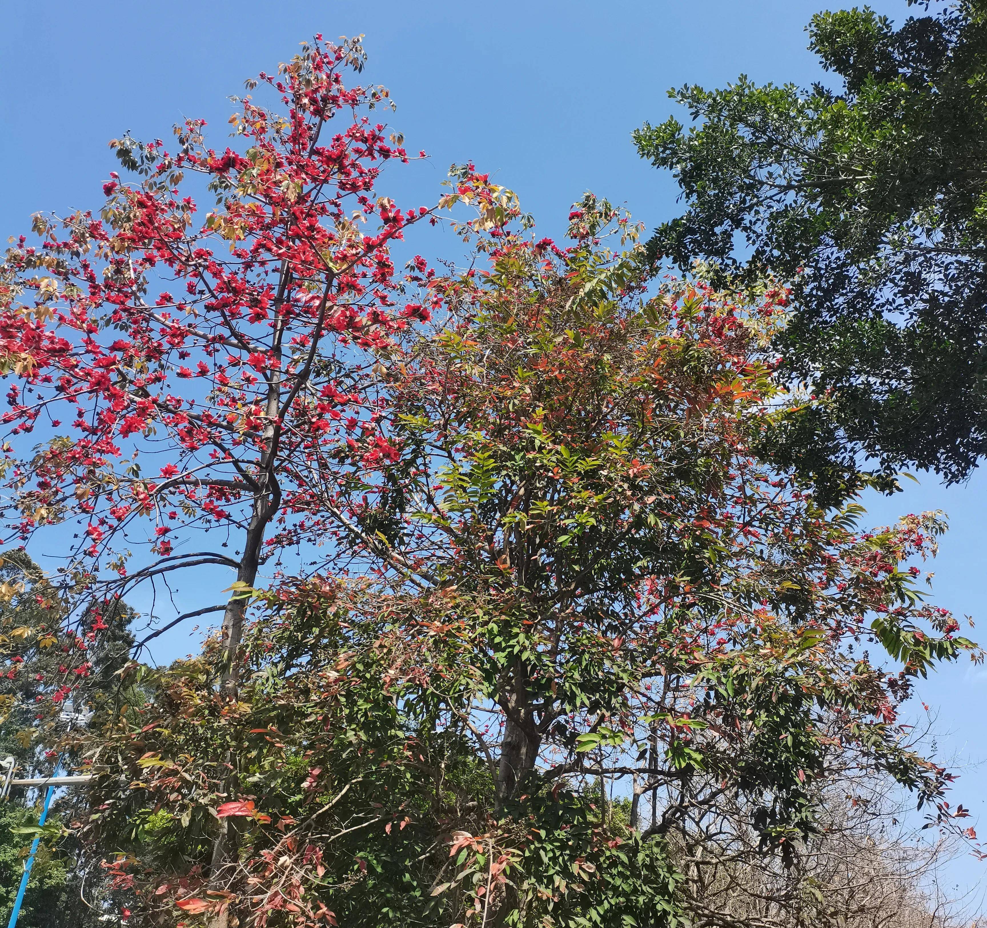 广州常见的花图片