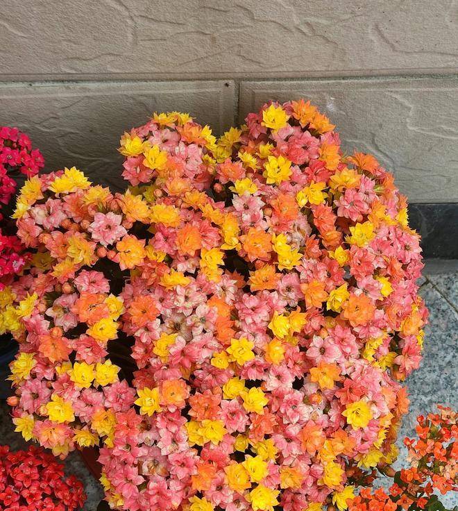 阳台盆栽佳物—长寿花"七彩毛绒",花朵五颜六色,好养又爱开花_植物_花