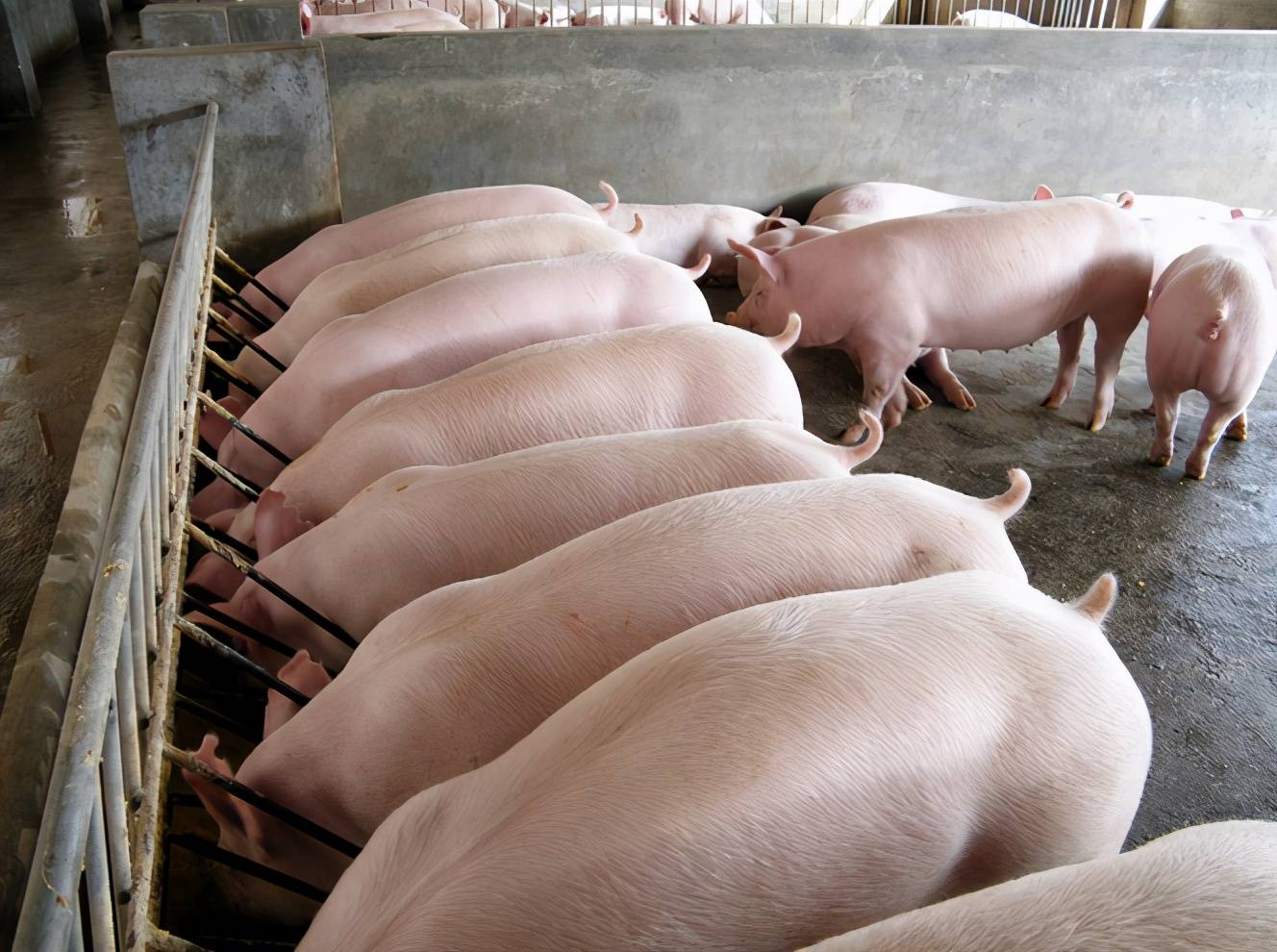 因此,猪场主需要根据育肥猪的生长阶段,合理地配制饲料