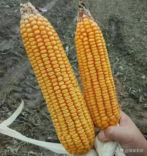 京科968玉米品种介绍图片