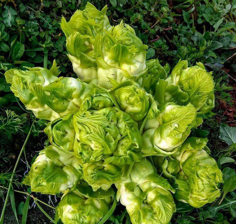 兒菜(抱子芥)是一種生長非常奇特的蔬菜,幼苗生長到一定階段,從葉腋