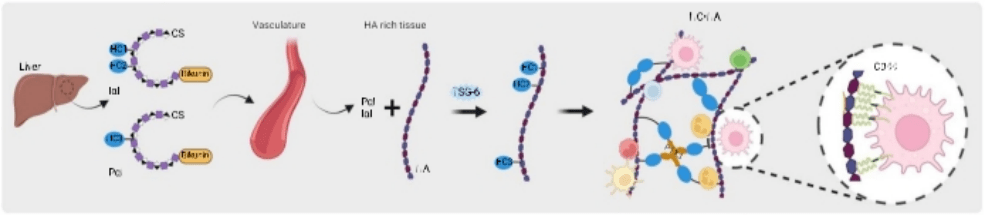 双热点重磅综述丨少有人知的细胞外基质（ECM）和免疫系统对话_Figure_定位_分子