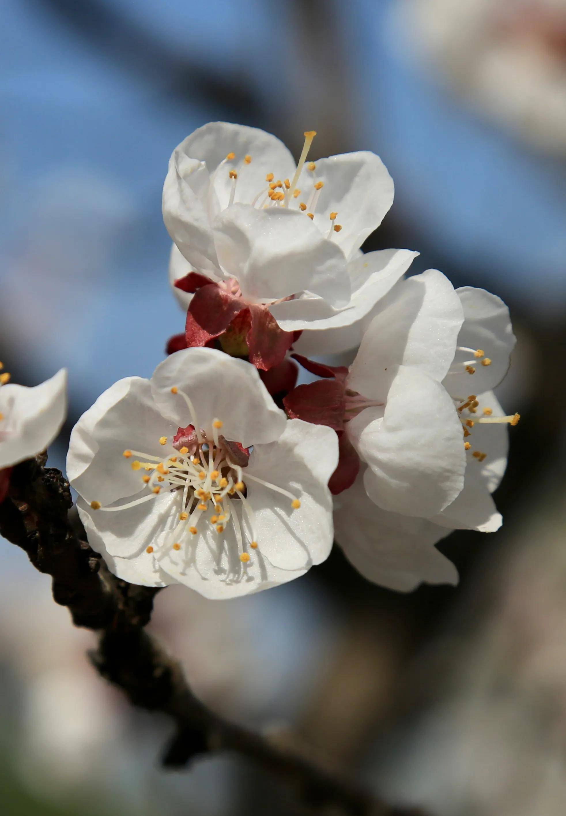 春游云龙湖—看绿柳轻拂,赏杏花盛开,感受徐州花红柳绿浓浓春意
