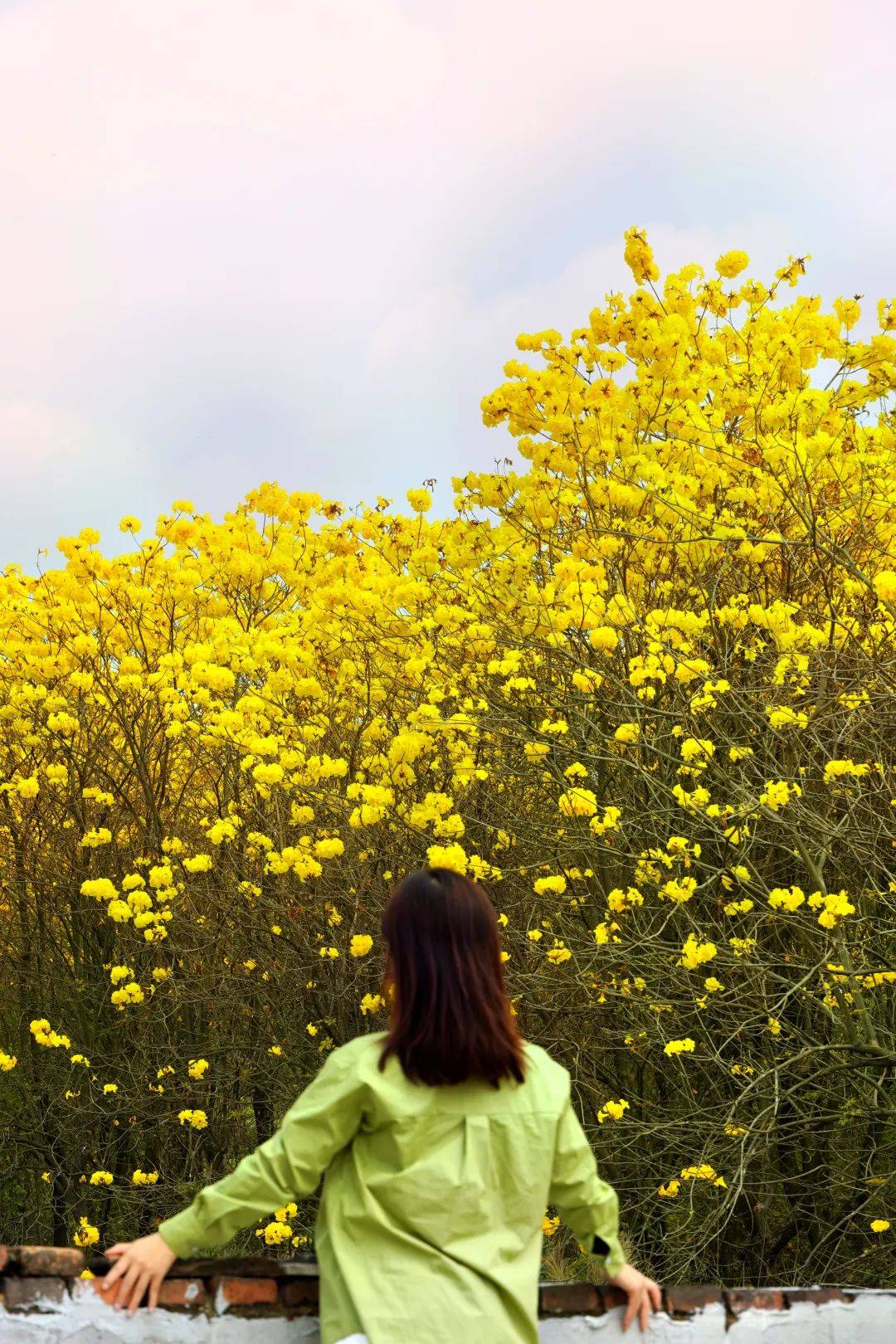 廣東人賞花必去,滿村的黃花風鈴木,錯過再等一年_竹洞村_花海_大片