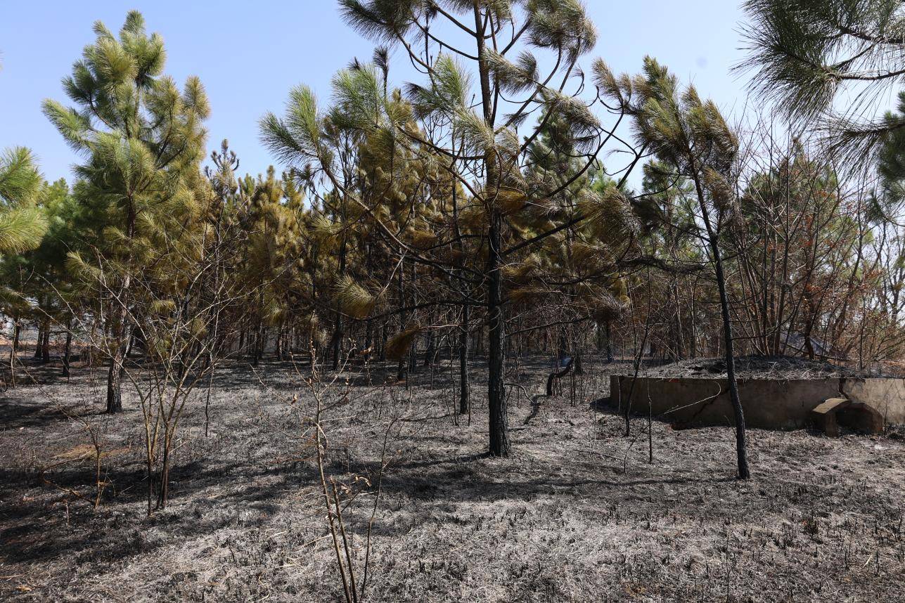 图为付集村起火地点 孙雪琴摄图为付集村树林起火灭火现场 孙雪琴摄