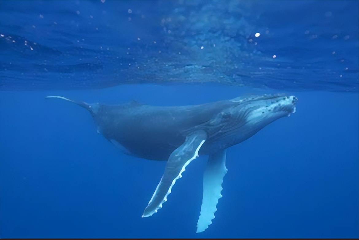 海洋最大的生物之一，数量越来越少，鲸鱼成长对环境如何要求的？_搜狐网