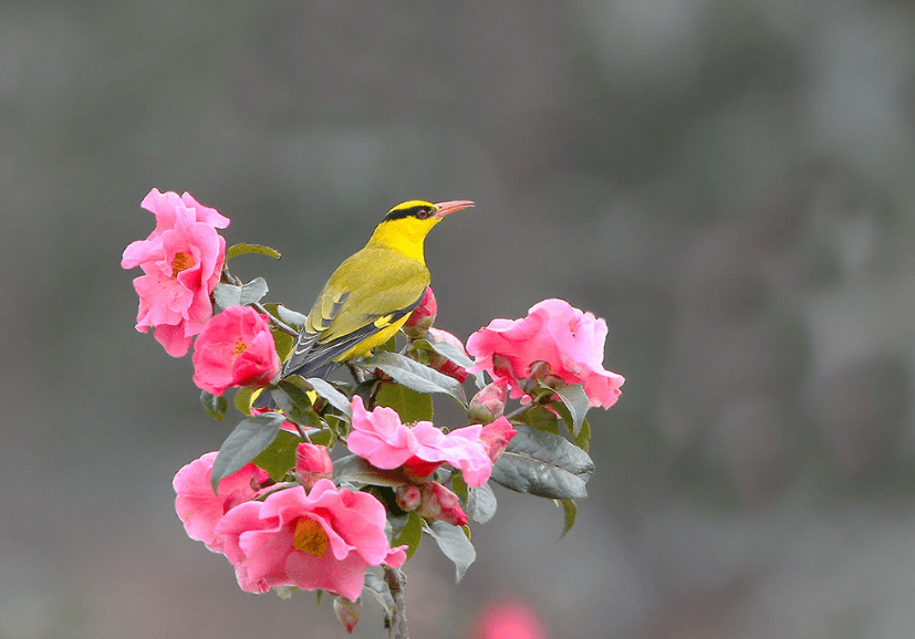 何物最关情 黄鹂三两声,古诗里的黄鹂鸟,叫声宛转悠扬,被誉为春来第