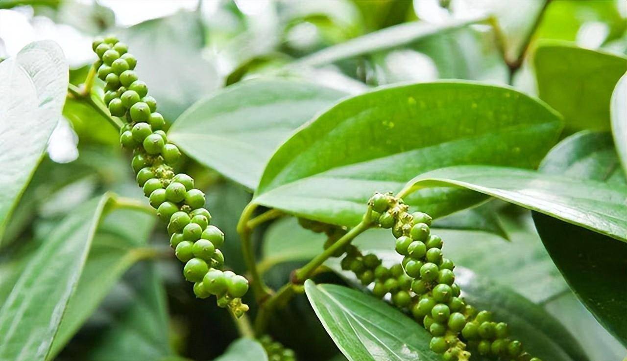 海南胡椒价格行情参考(2023年3月6日)_收购_均价_范围