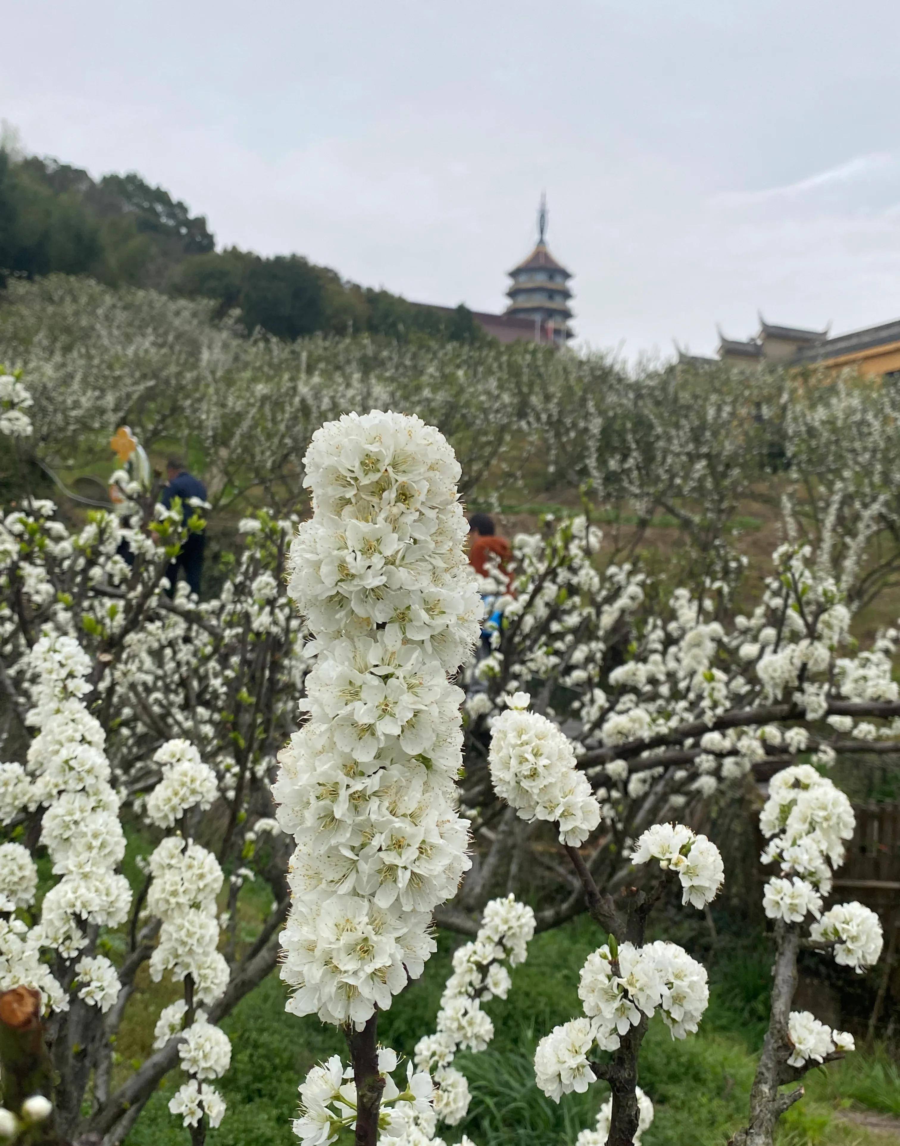 金塘李子苑基地位于山潭社区树弄村的后大山,面积约350亩.