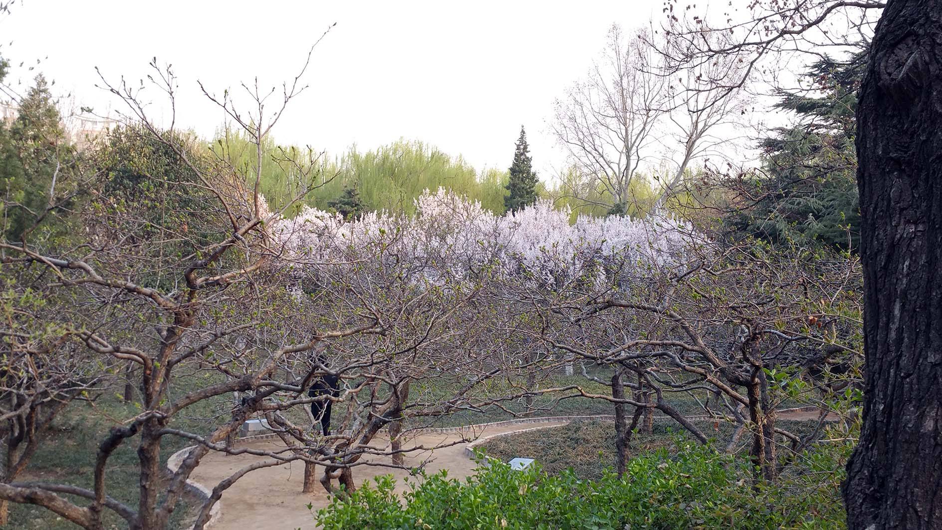 石楠树（石楠树的寓意和风水） 第5张