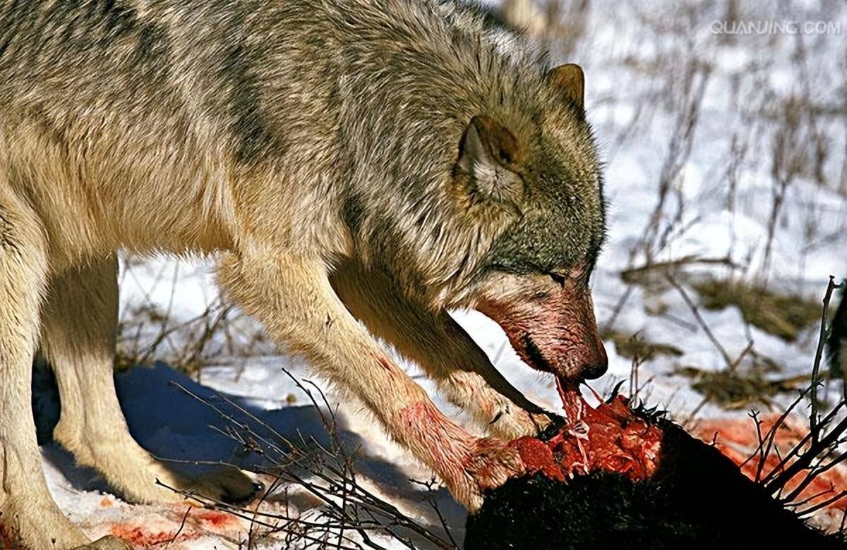 此外,北美灰狼适应性很强,他们可以生存在各种不同的环境中,包括森林