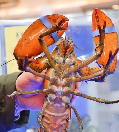 女子点了只活龙虾,偷偷把龙虾腿掰掉,结果龙虾上桌后又有腿了_小丽
