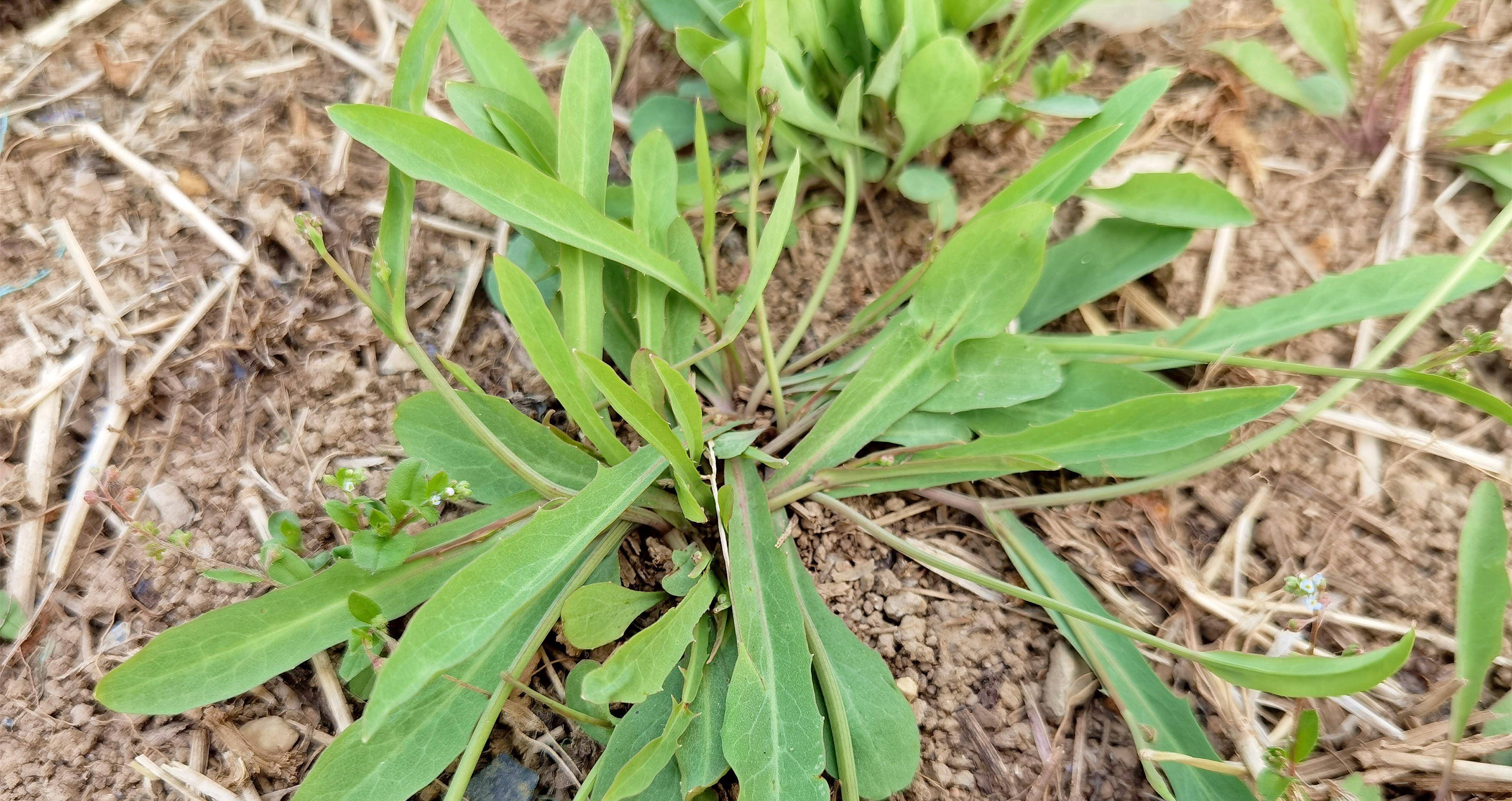 烹饪技巧:1,做苦菜茶,苦菜叶和苦菜根一定要分开炒,不然苦菜叶干了