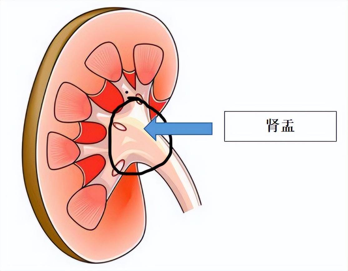 肾盂:作为肾脏的物流系统,主要负责尿液的输送.