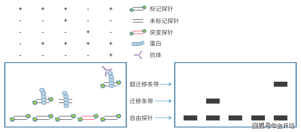 知无不"研"|emsa电泳迁移率实验直播,手把手教你做实验_蛋白质_研究
