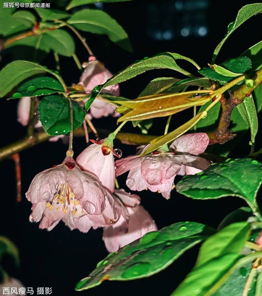 倒春雨轻寒湿浸柔润软风摇香挂泪能否抗冷眠☆作者简介:西风瘦马,河南