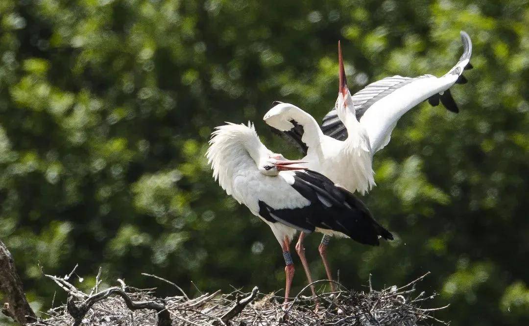 结局令全世界感动落泪,主角居然是两只白鹳_玛琳娜_维克奇_生活
