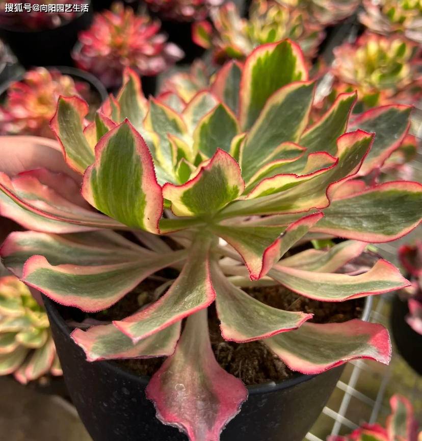 法师界的新宠，“魅影法师锦”，据说上万块，颜值的确非常高_搜狐网