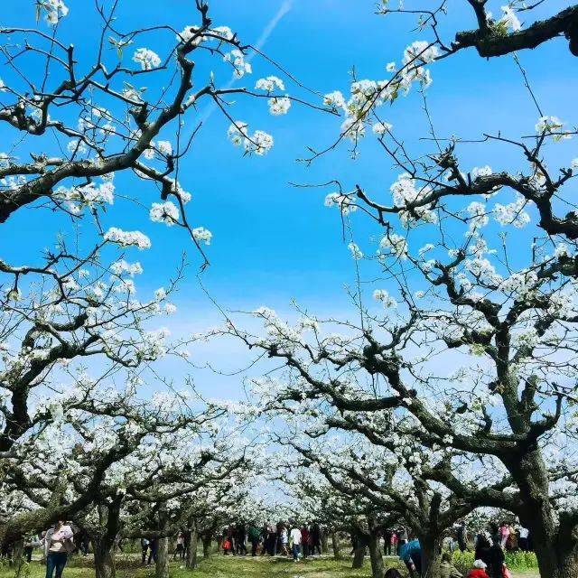 最佳赏花期:3月下旬～4月上旬坐标:安徽省蚌埠市固镇县新马桥干校内