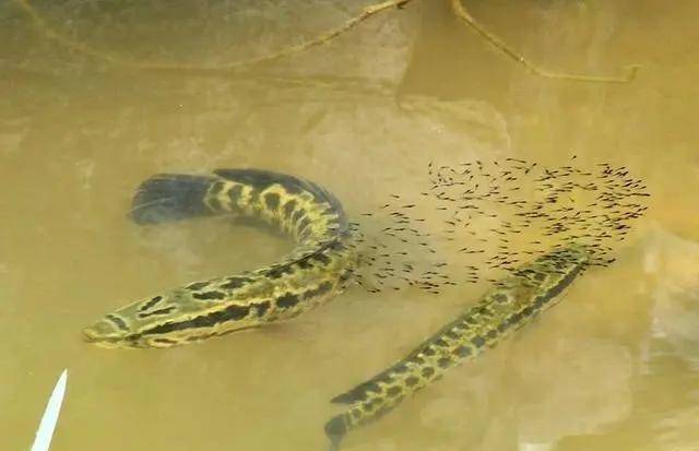 黑鱼是如何"干翻"扁吻鱼,狗鱼,成为新疆众多河湖新的霸主的?