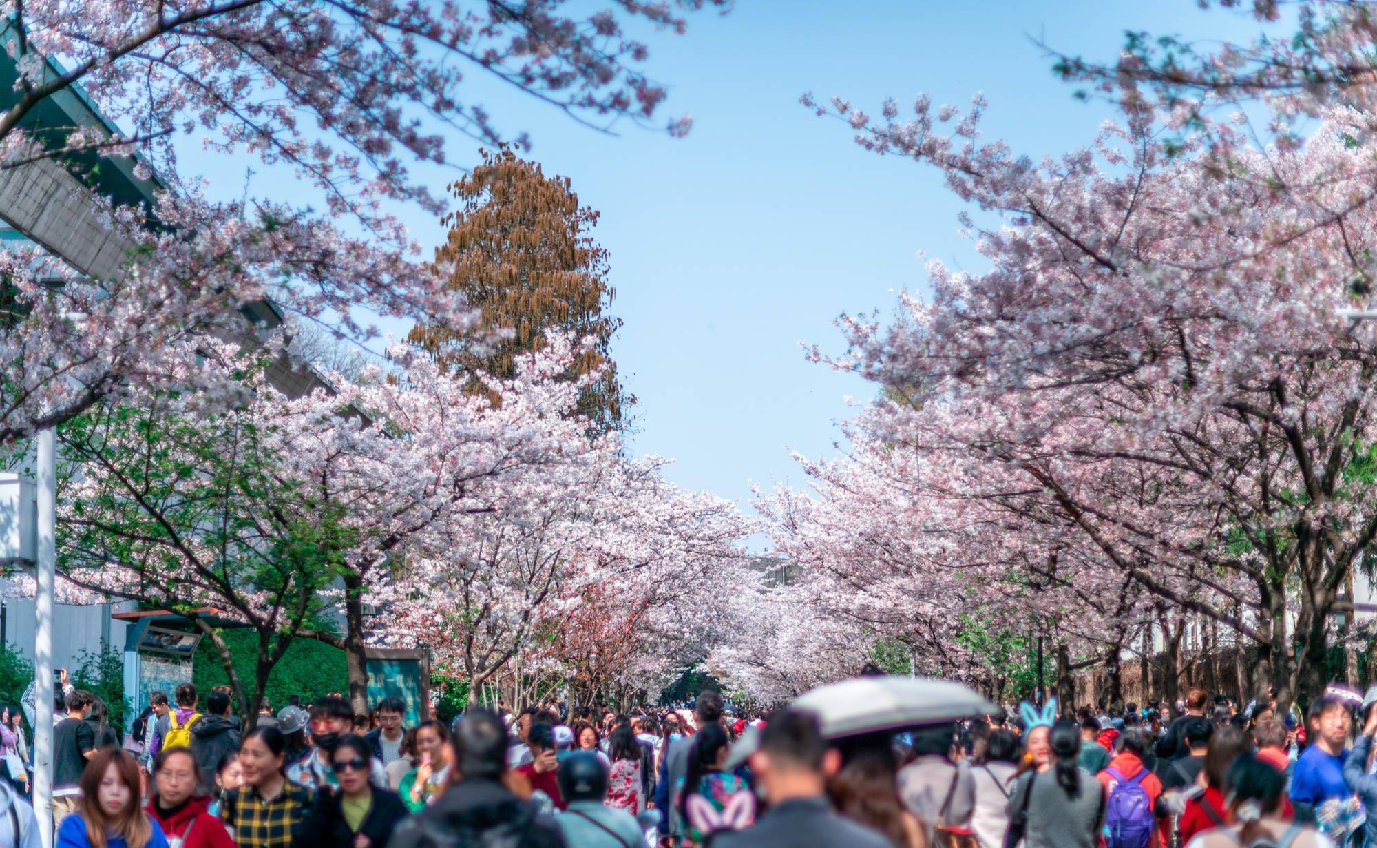 南京"最美"赏樱胜地,千年古刹前的赏樱胜地,网友:人比花多_樱花