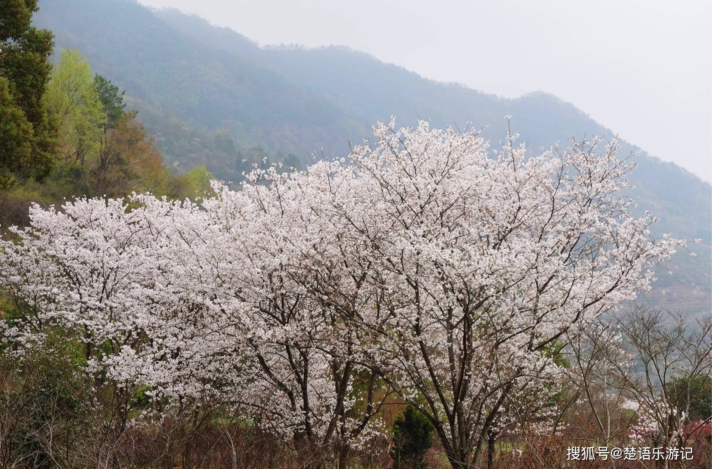 奉化樱花公园图片