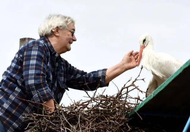 结局令全世界感动落泪,主角居然是两只白鹳_玛琳娜_维克奇_生活
