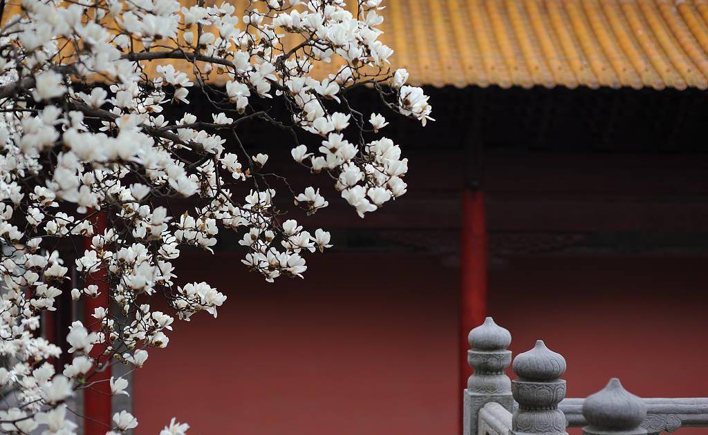 朝天宫玉兰花开了,堪称南京最美的古风玉兰花观赏地_建筑物_琉璃瓦
