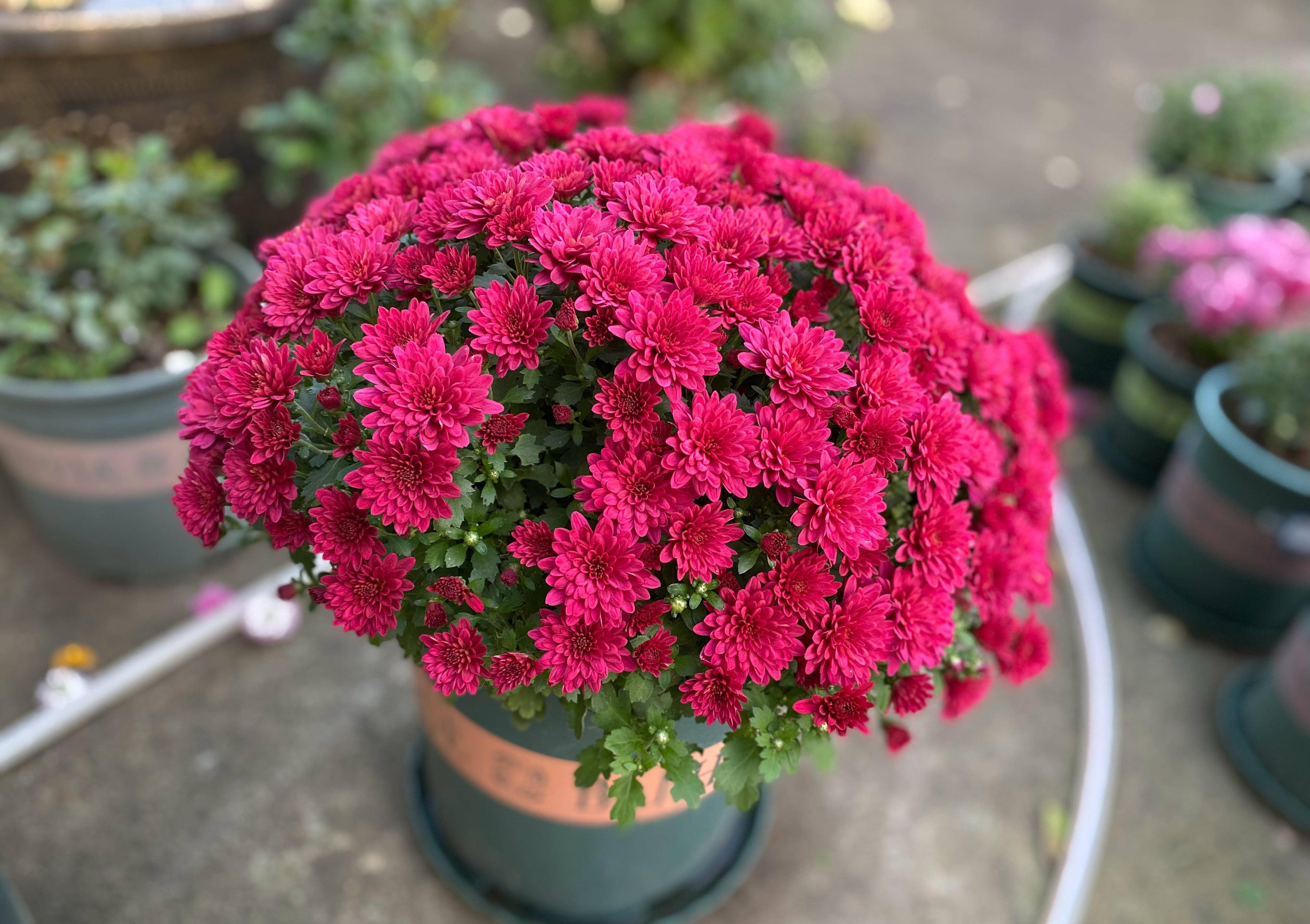 阳台盆栽"新宠儿"—千头菊,美丽壮观,三季有花开,养护也简单_植物