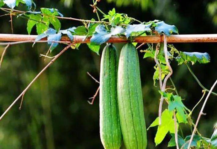 在阳台上栽种丝瓜,取一杯丝瓜汁,赏一幅黄花绿瓜的景象_台友_进行