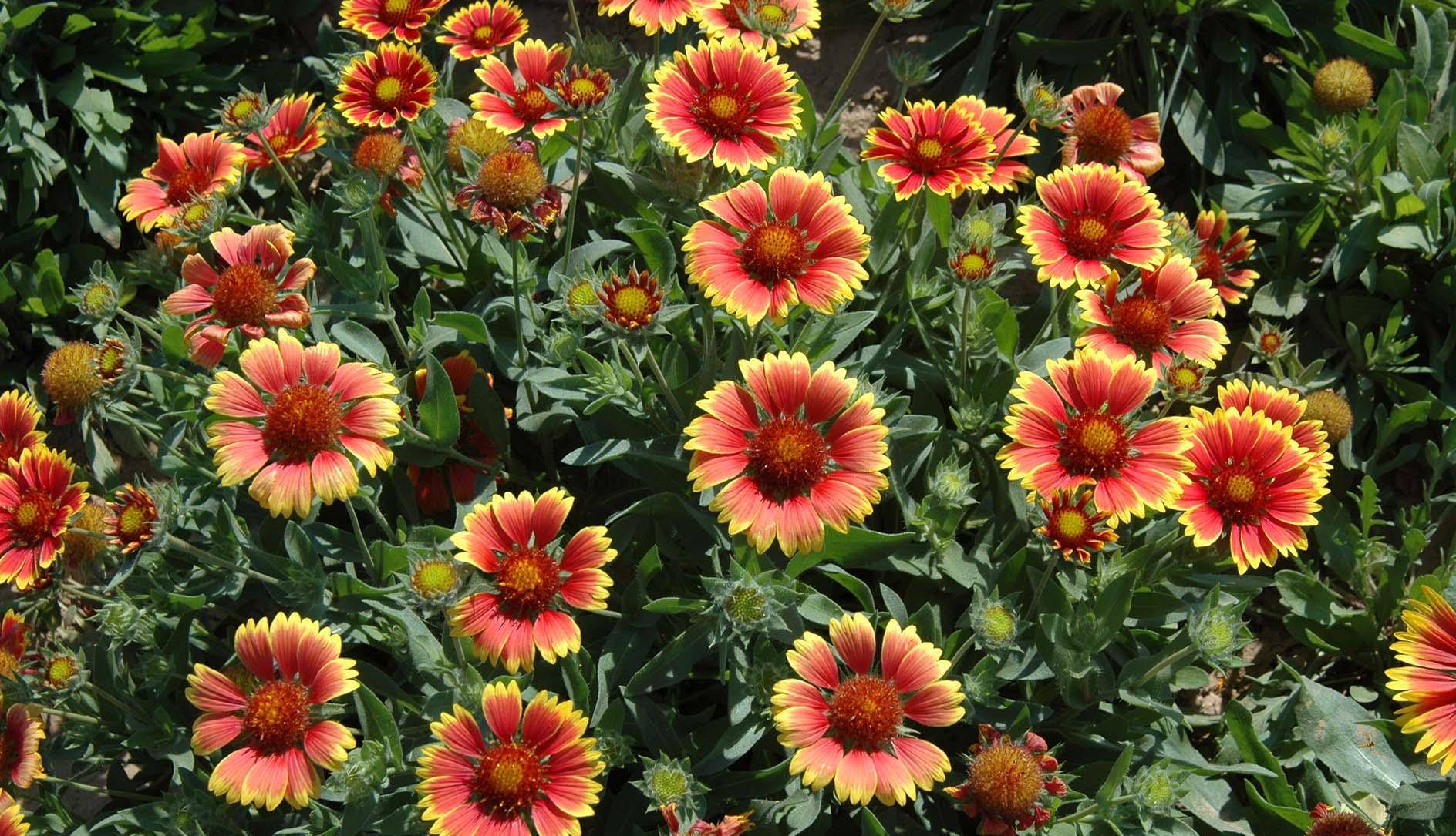 宿根天人菊:花朵繁茂整齐,花色鲜艳,花量大,花期长,生长迅速_cm_全缘