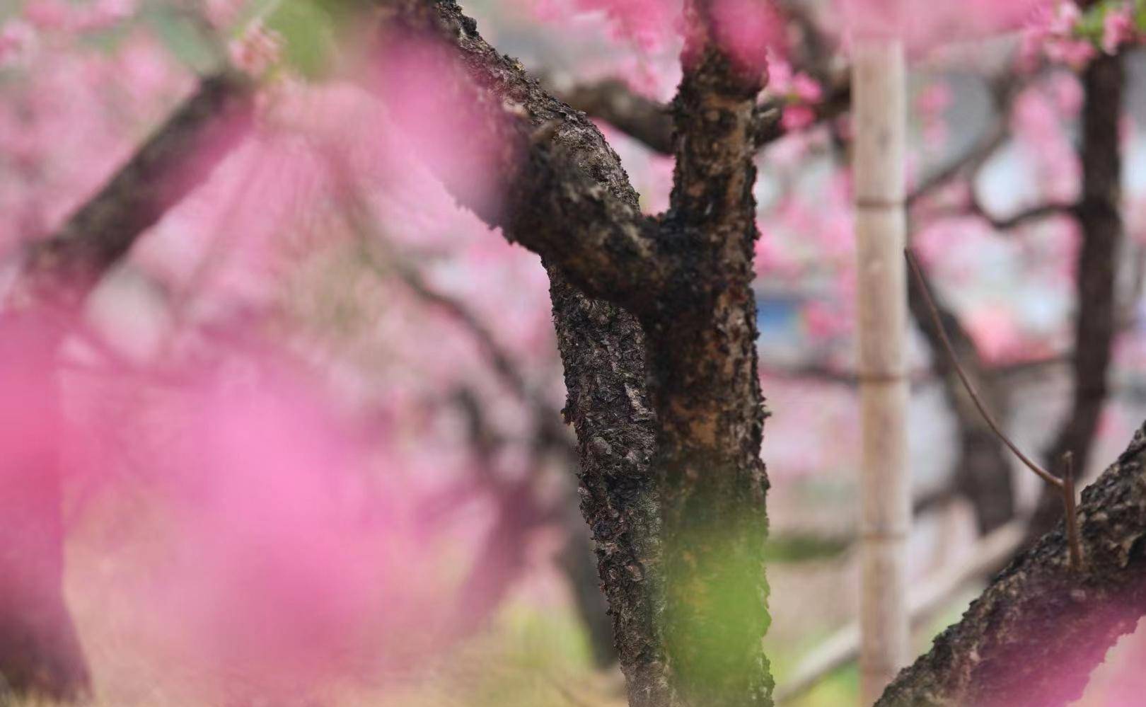 何為走馬觀花,百度解釋是語出唐·孟郊《登科後》.