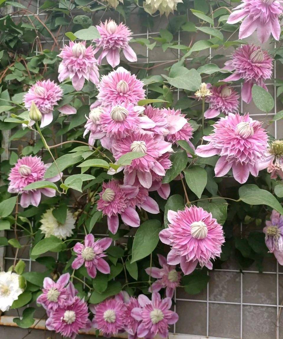 铁线莲重瓣大花,花园舞会上的佼佼者(一)_cm_时尚_开花