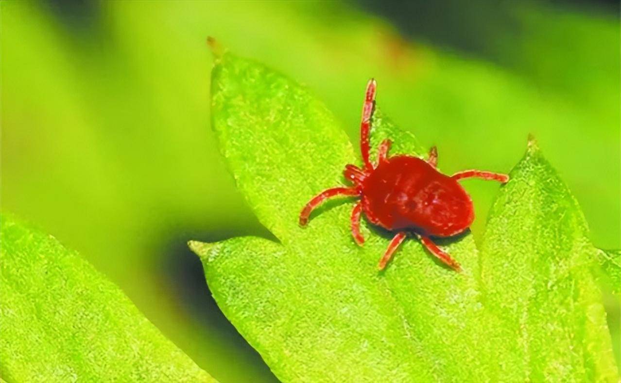 如何防治果树红蜘蛛?