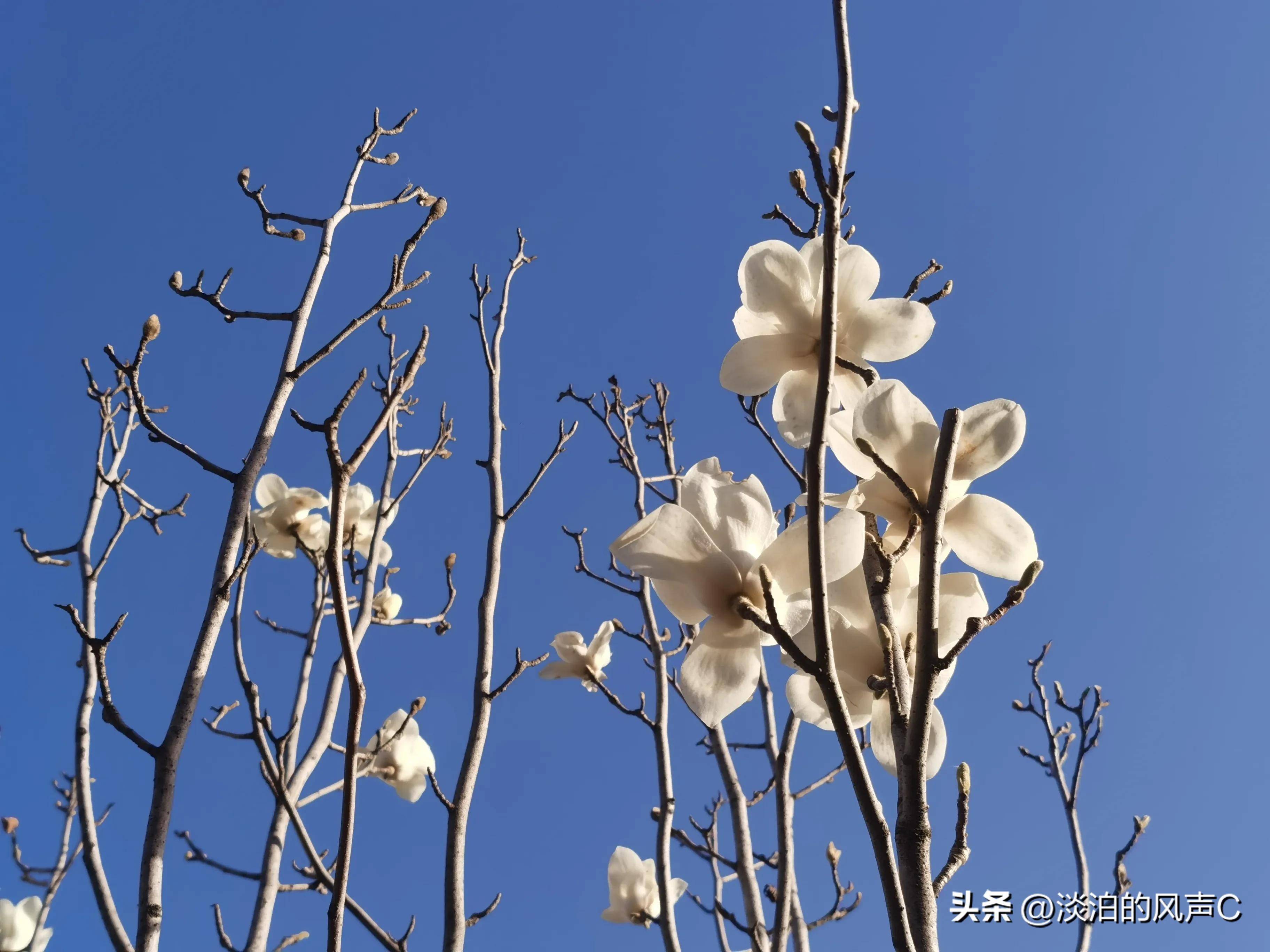 镇政府不断分配新人,领导找老白谈话后,老白束手无措之下把办结婚证的