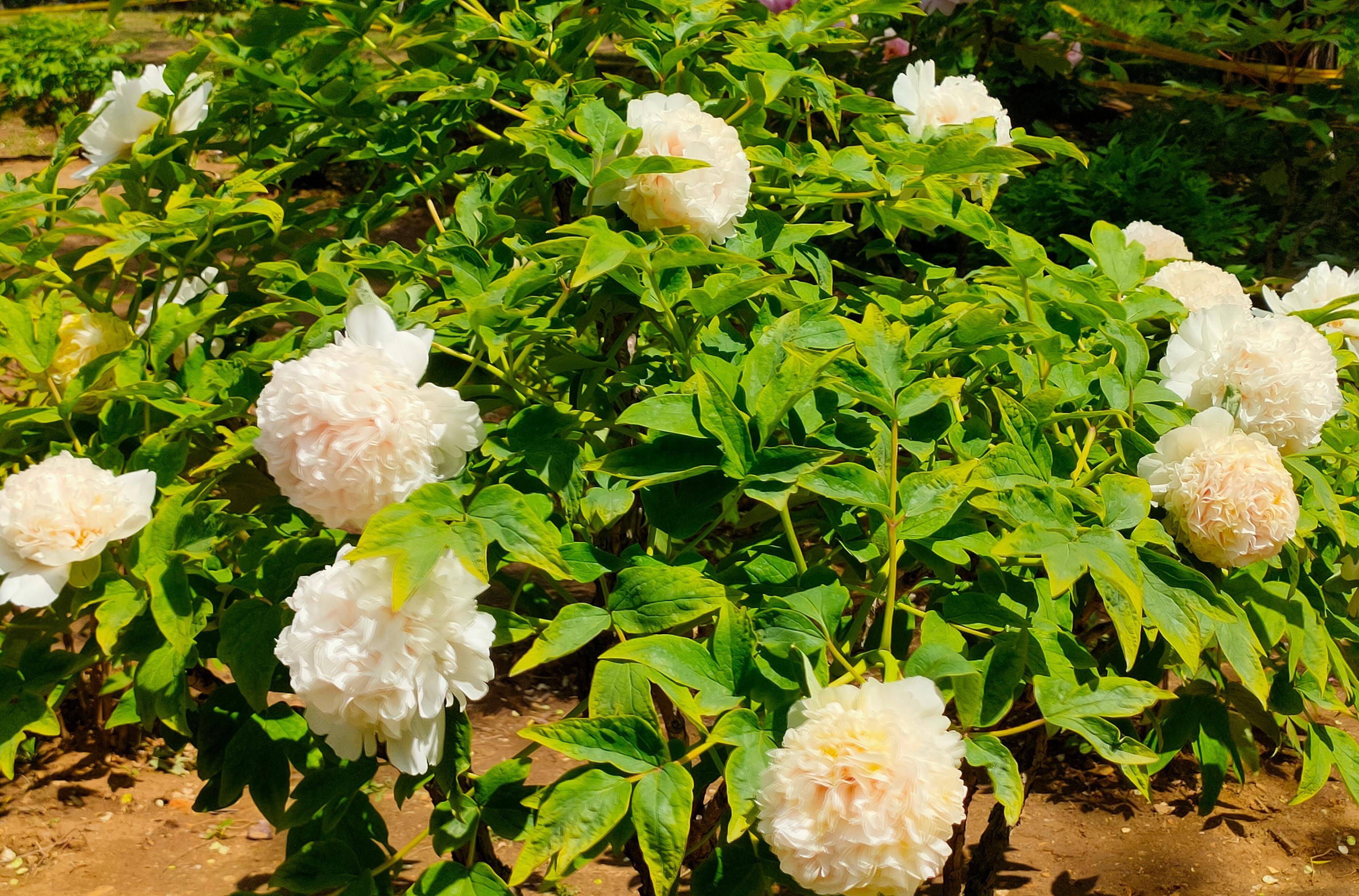 花中之王是什么花（花有哪些颜色） 第2张