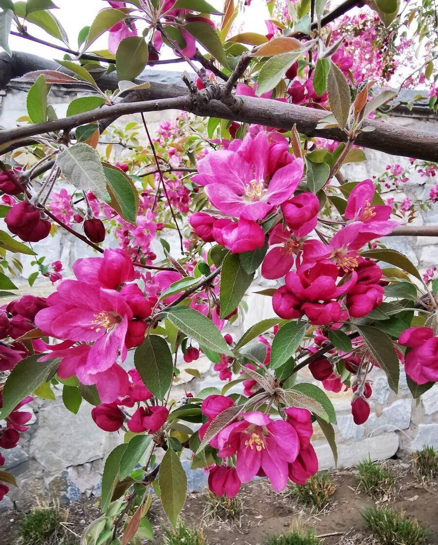 熱烈的紅寶石海棠花,擁有自己生命的繽紛盛景_花朵_果實_紅色