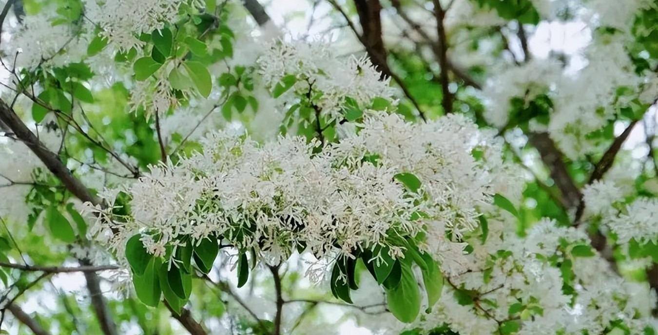 流苏花（流苏花花期） 第6张