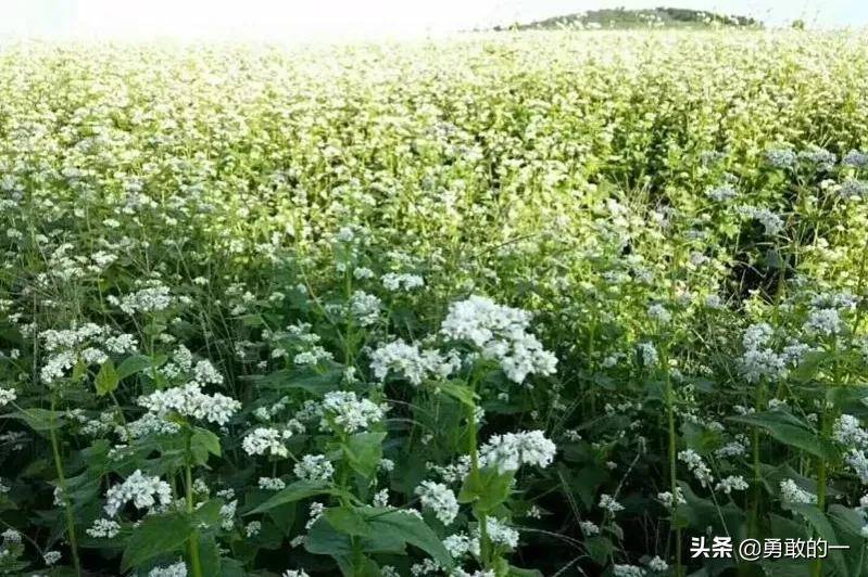 《四時田園雜興·其二十五》(宋·范成大)