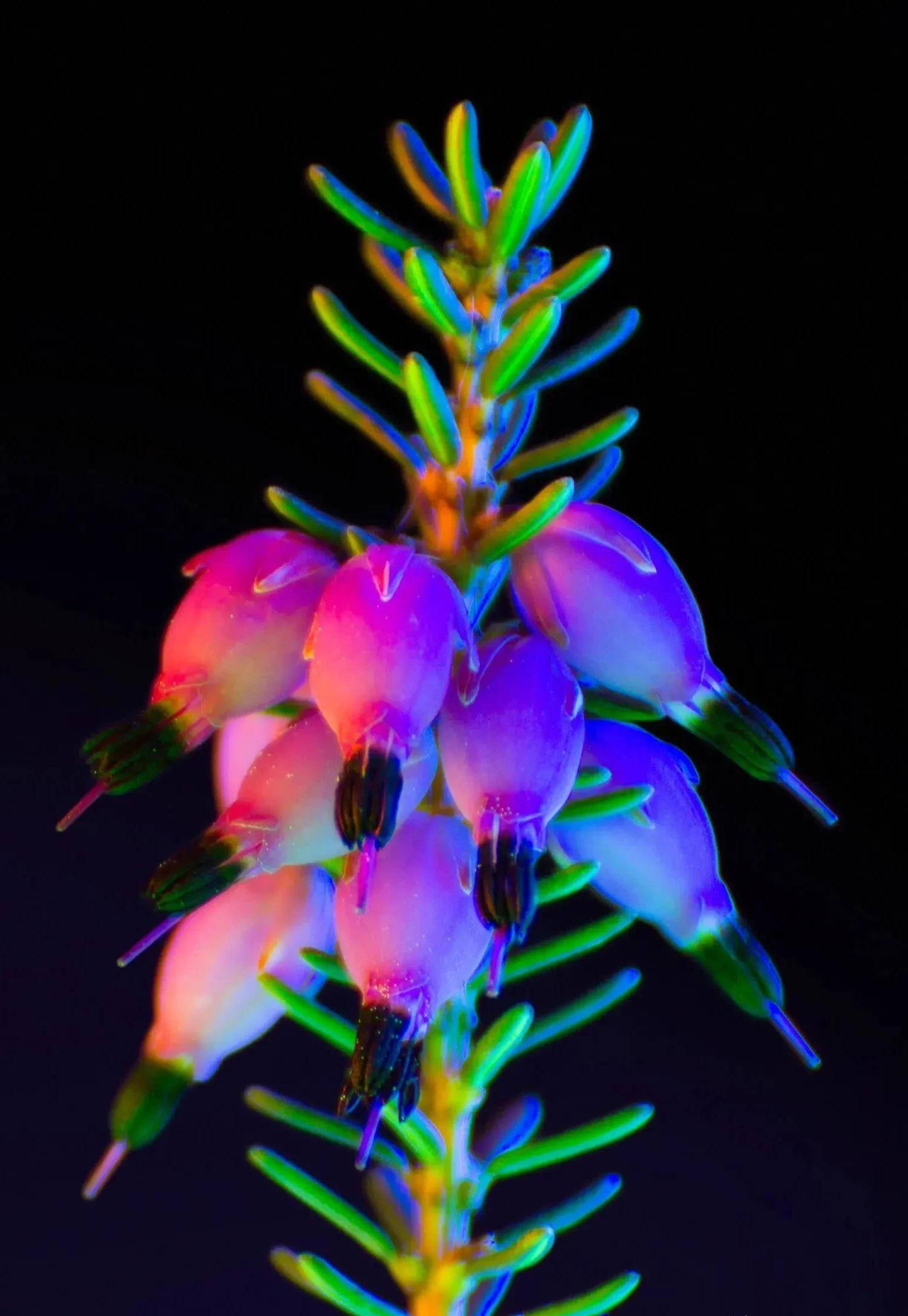 换种方式看奇花,41种"灯下美花"换装出场show,叛若两花_自然光_紫外线