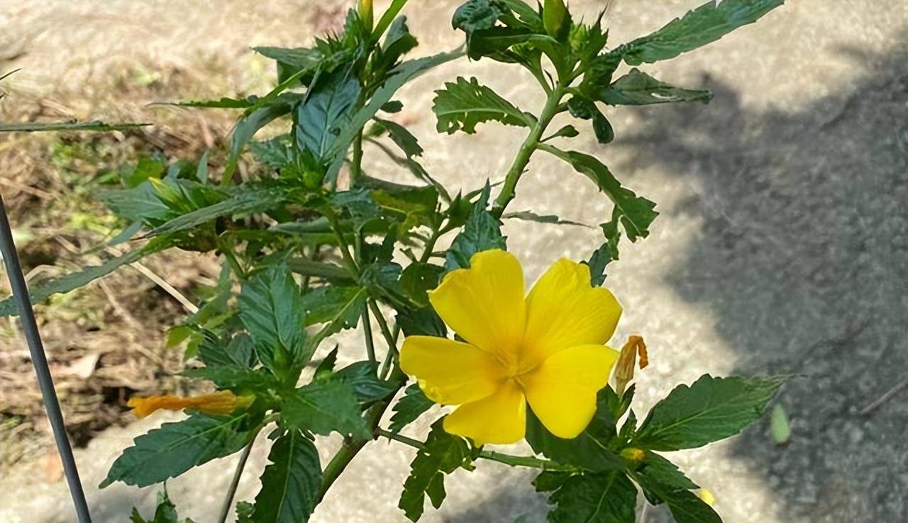 时钟花:会时尚又会休息的高贵规律之花,有"爱在你身边"的寓意_花朵