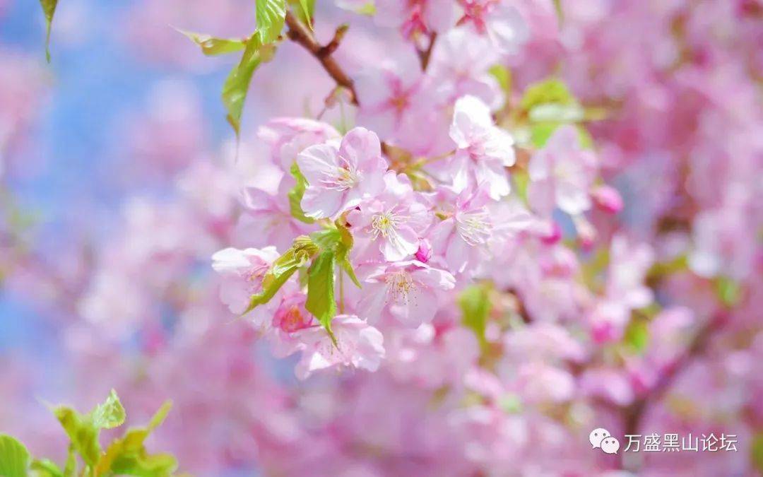 浪漫春日-蓝桉_生机_万物_季节