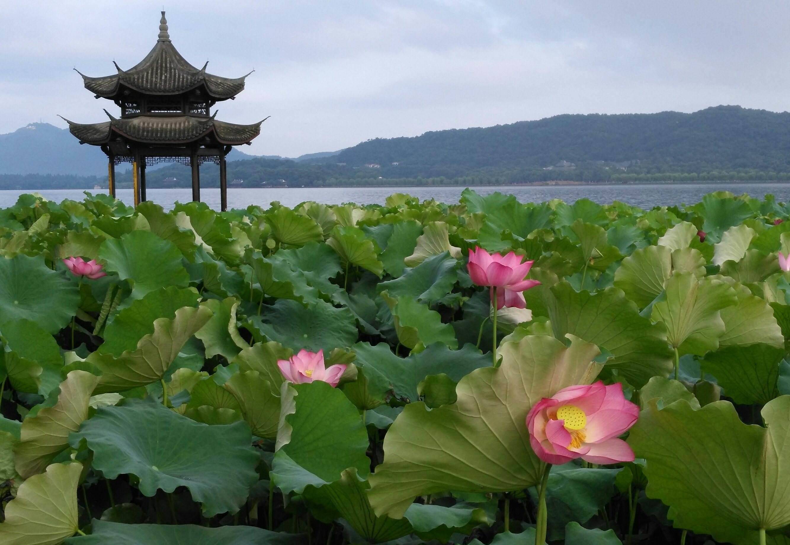 六月荷花满池塘,七月图片