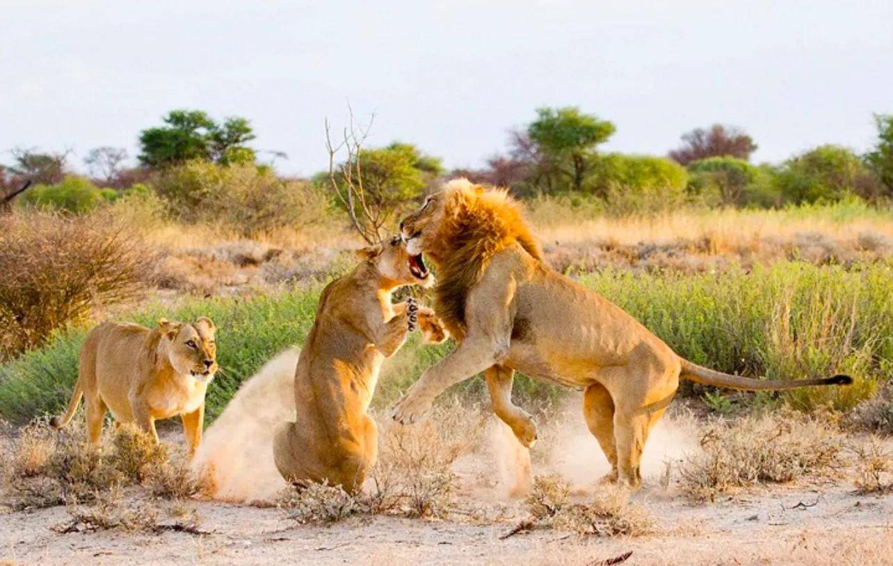 作为群居动物，狮王会拥有所有雌狮吗？它会如何对待狮群中的女儿_搜狐网